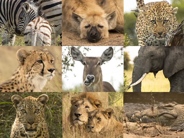 Etapa 7: Precios orientativos, conclusiones, infundios varios - Kruger-Addiction: Cuarta visita por libre al Parque Nacional Kruger (Sudáfrica) (6)