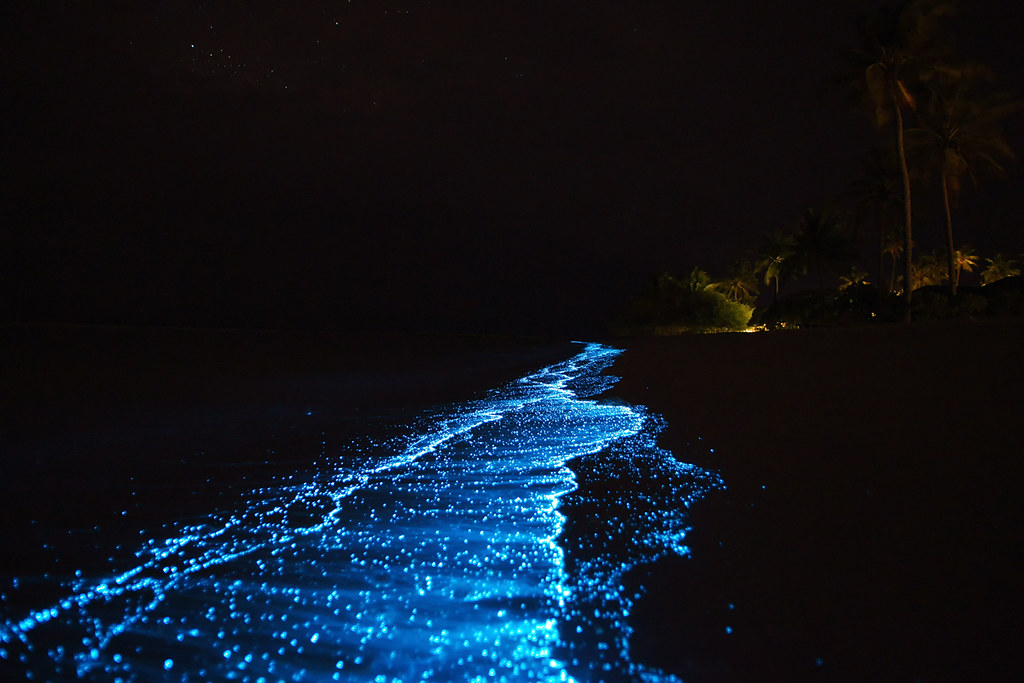биолюминесцирующий планктон светящийся