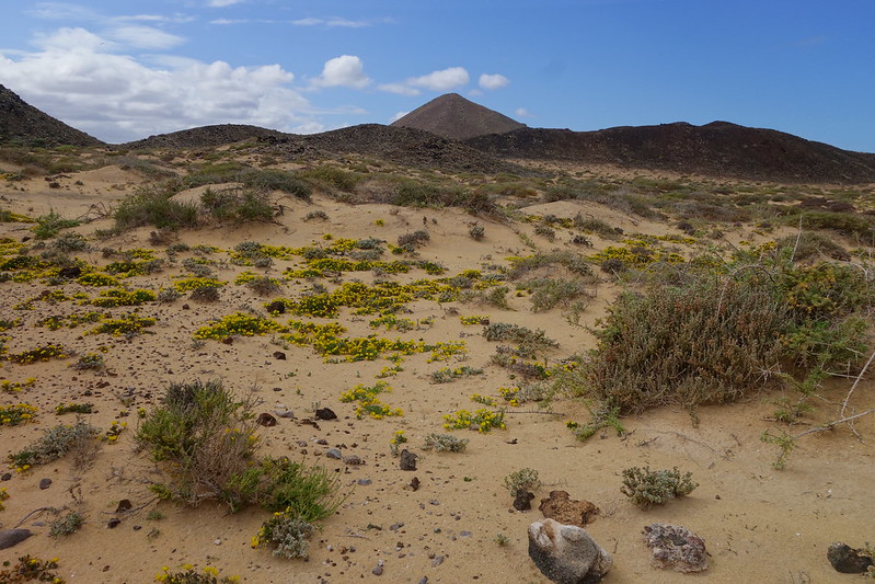 Corralejo, Islote de Lobos (vuelta a la isla, ruta a pie) y Dunas de Corralejo. - Fuerteventura (Islas Canarias). La isla de las playas y el viento. (26)
