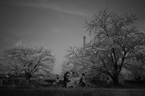桜の花、舞い上がる道を 2017 2