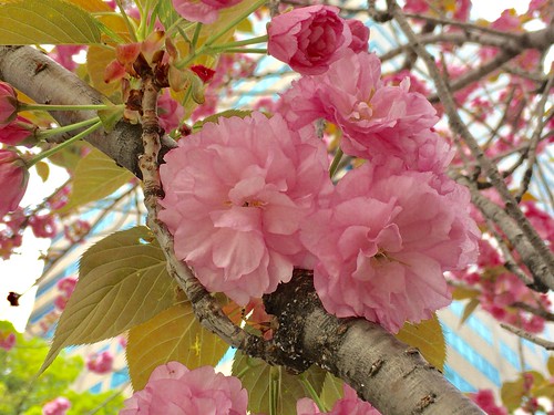 八重桜 2017.4.17