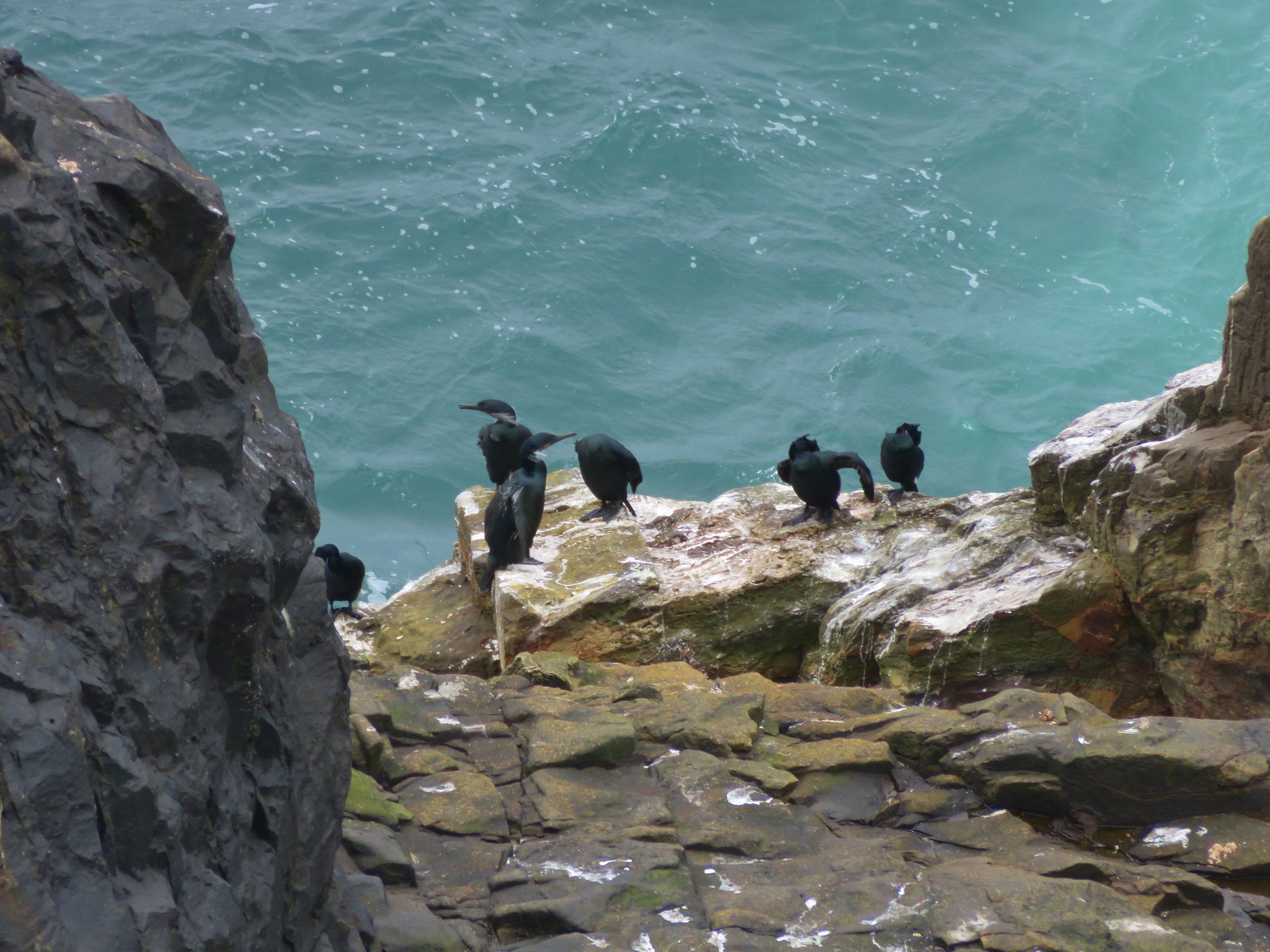 Birds on Cape Falcon