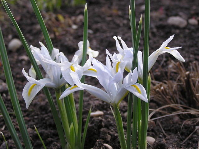 Iris reticulata 'White Caucasus'
