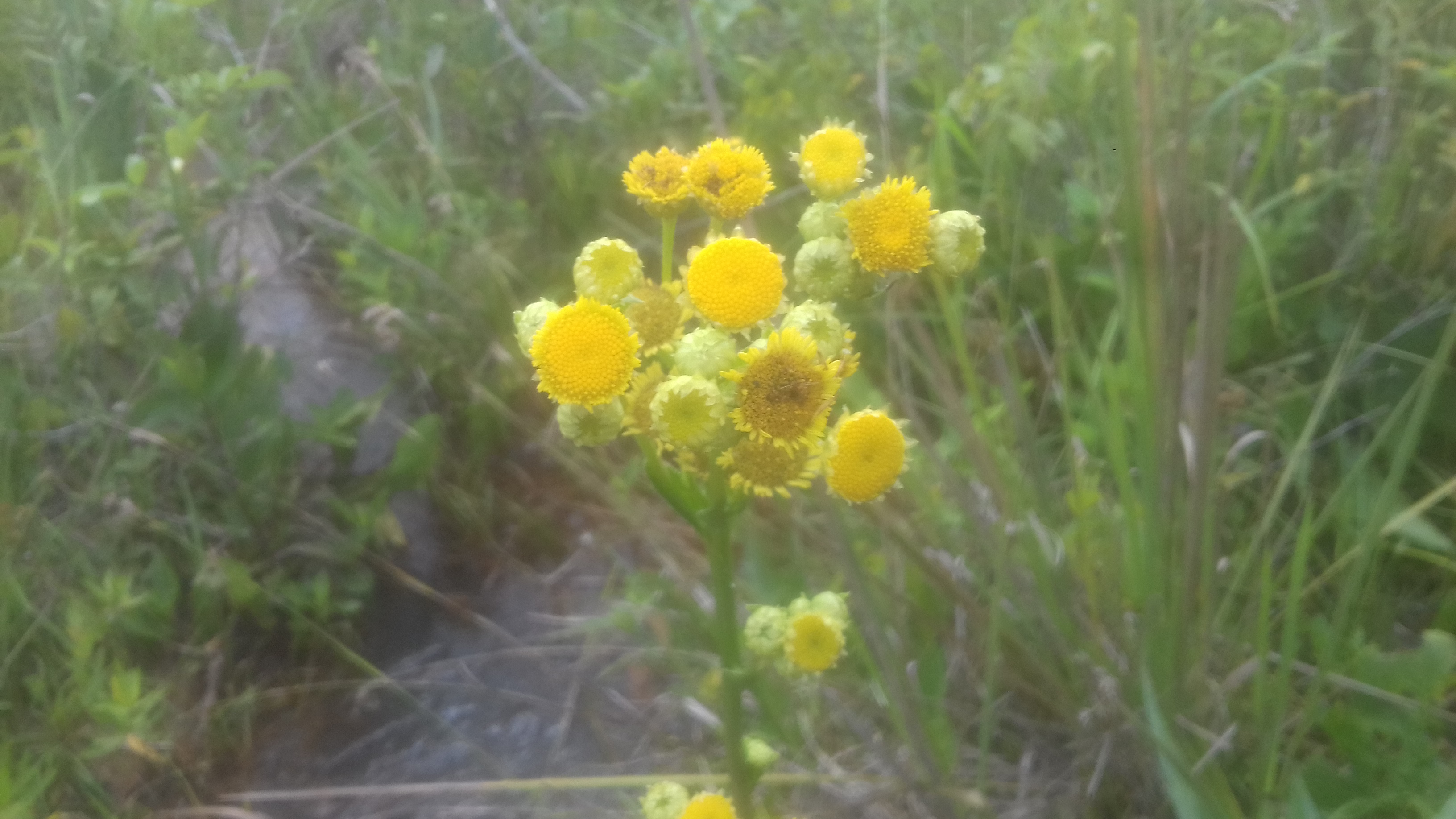 Leptostelma tweediei