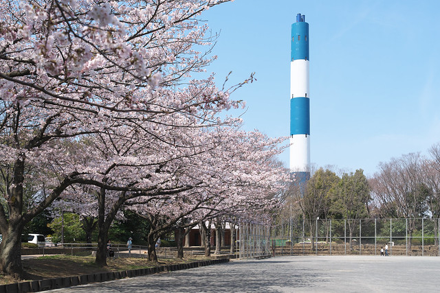 都筑工場の煙突と東方公園の桜 その1