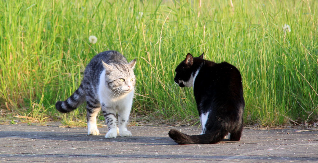sound of two cats fighting