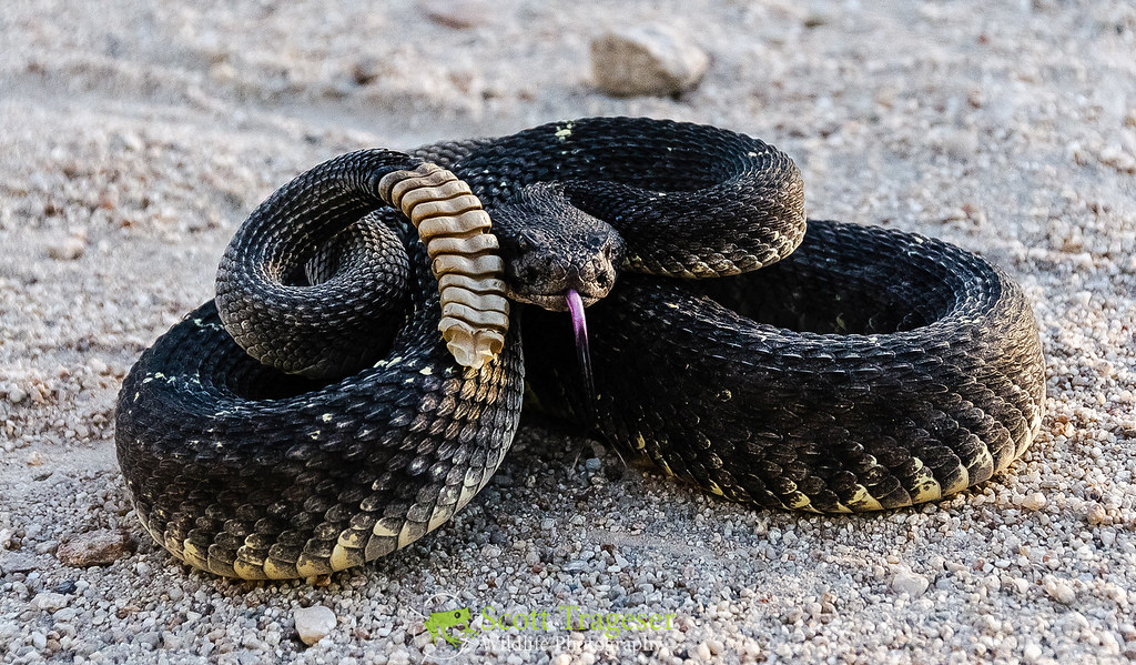 Arizona Black Rattlesnake (Crotalus cerberus) | Arizona Blac… | Flickr