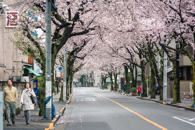 大踏切通りの満開の桜並木