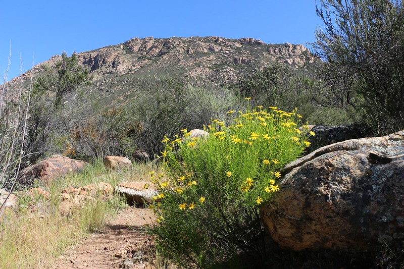 Yellow flowers and Morena Butte from the PCT in Hauser Canyon