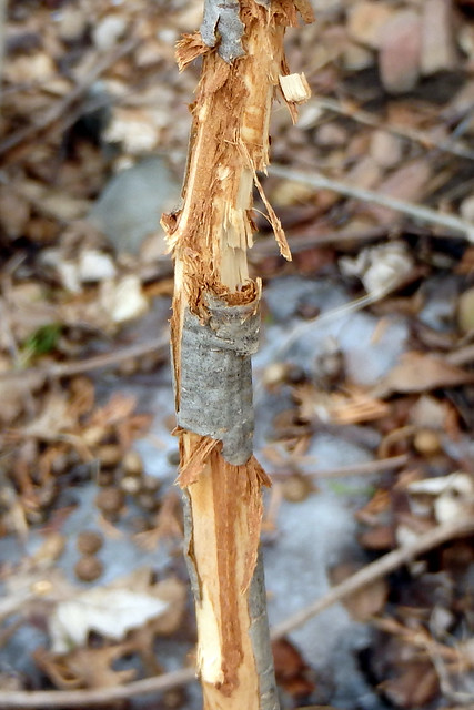 a tall, thin stem with more than half the bark removed to various depths, with ragged pieces hanging off