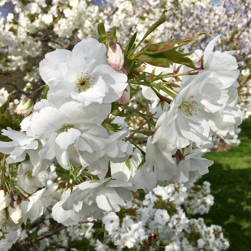 Kew Gardens cherry blossom 2017