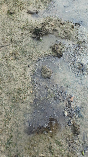 Oil stains, sheen and blobs around Pulau Hantu
