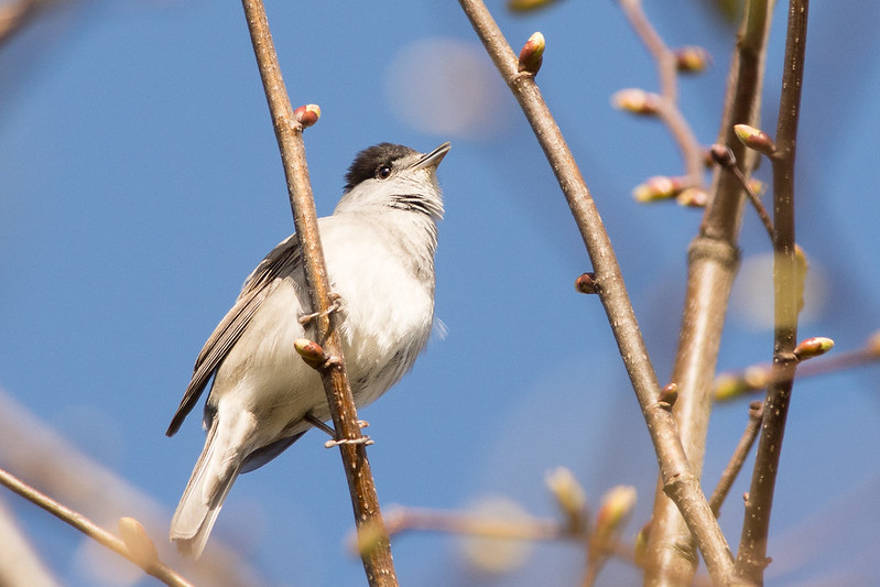 Blackcap singing from the edge of the woodland.