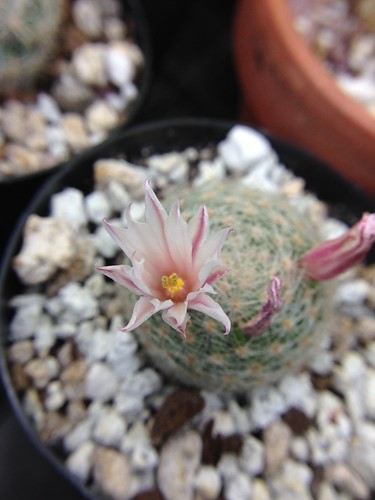 Mammillaria lenta