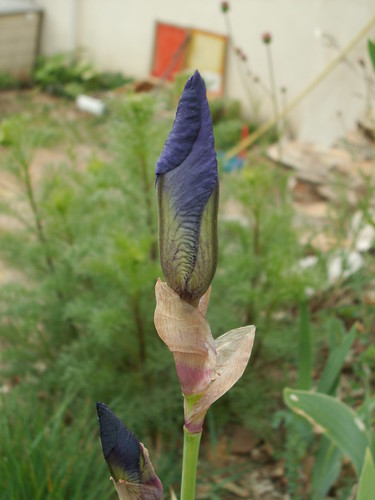 Iris bitone violet - 11 de Cugan [identification non terminée] 33423277244_c672d732e1