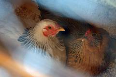 chickens 066