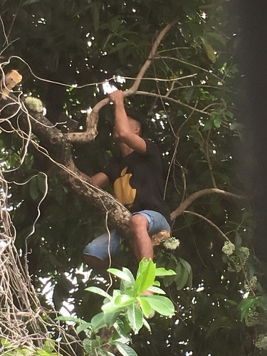 Man up on the tree of neighbor