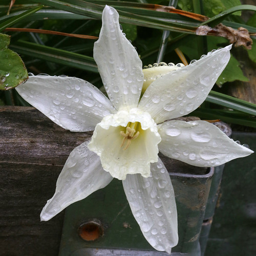 A star after the rain