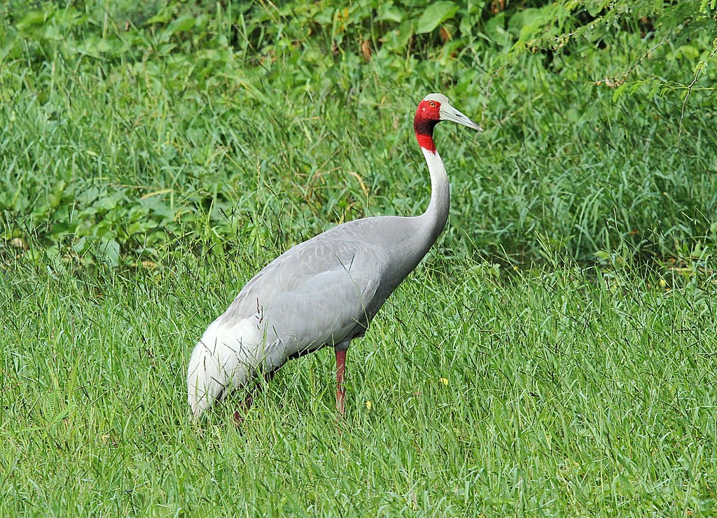 crane with redhead Grey