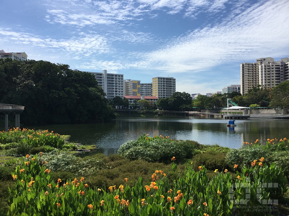 singapore,pang sua pond,senja-cashew community club,abc waters,elevated boardwalk,bukit panjang,stormwater collection ponds,water reservoir,where to go in singapore,