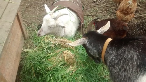 goats eating grass Apr 17 3