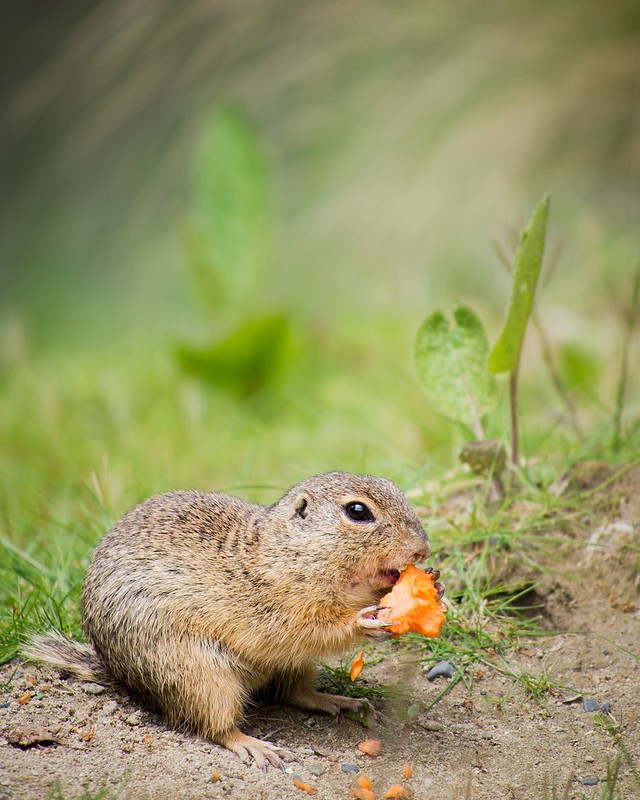 Ziesel (European Ground Squirrel)