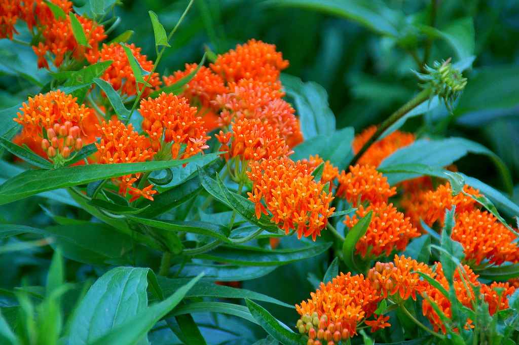 Butterfly Weed | Butterfly Weed (Asclepias tuberosa L.), Mad… | Keith ...