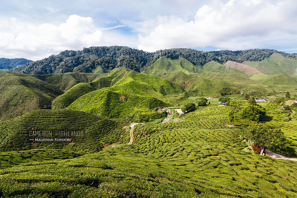 Top 15 Things to Do in Cameron Highlands