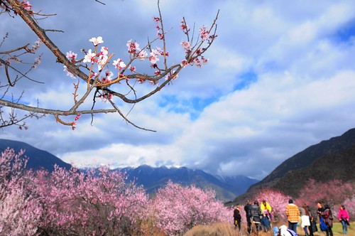 Nyingchi Peach Blossom Festival. From Top 5 regions in Tibet