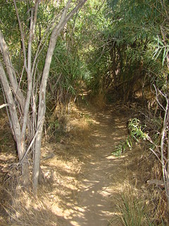 17 Trail naar Petrified wood