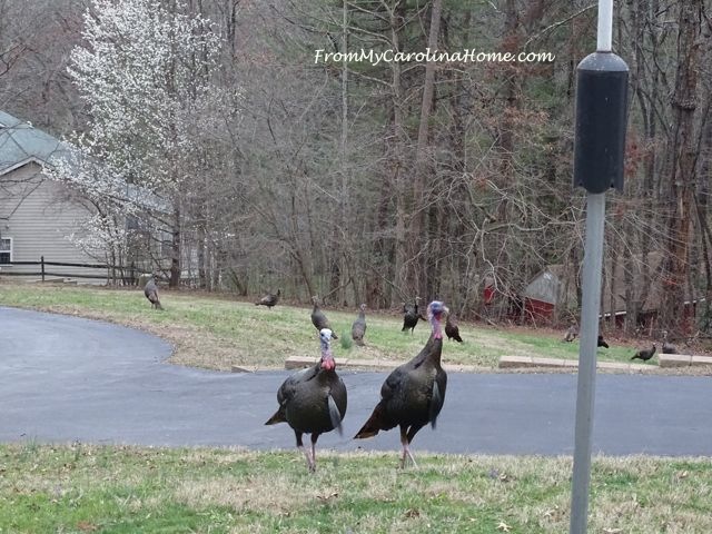 February Turkeys 2017 at From My Carolina Home