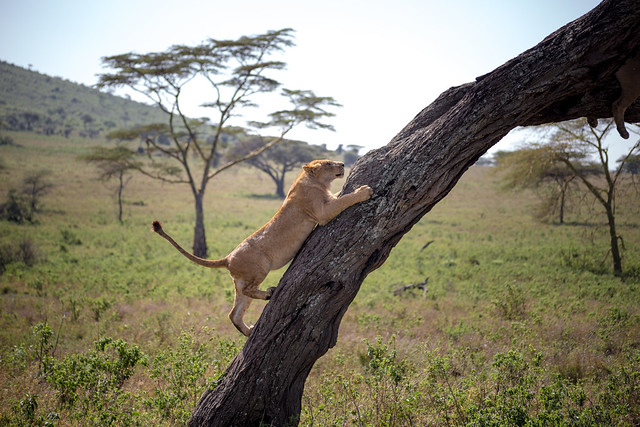 The Serengeti's Tree Climbing Lions