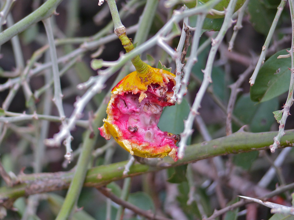 Woolly Caper Bush (Capparis tomentosa) edible (!) fruit ...