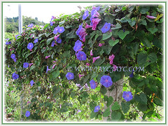 Spectacular Ipomoea indica (Morning Glory, Blue Morning Glory, Oceanblue Morning Glory, Blue Dawn Flower) draped over a fence, 15 Aug 2014