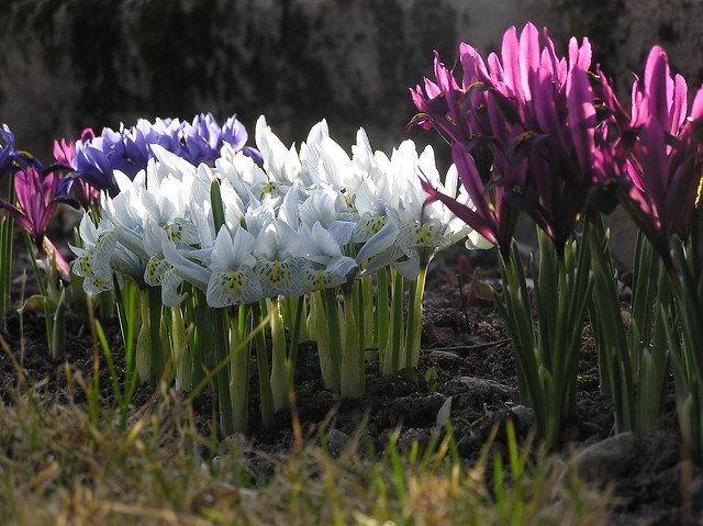 Dwarf irises