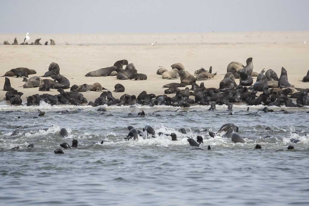 Cape Fur Seal   Pelican Point