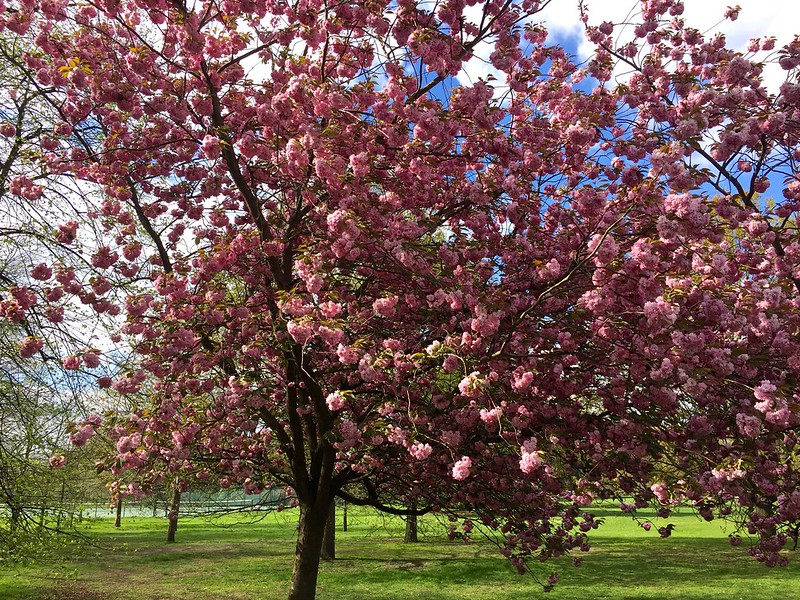 Greenwich Park cherry blossom avenue 2017