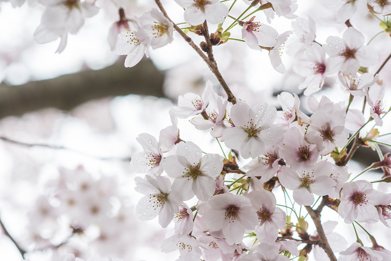 白い空をバックに咲く桜