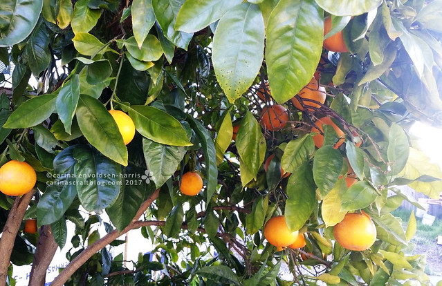 Orange tree - nice for breakfast [Feb 11]