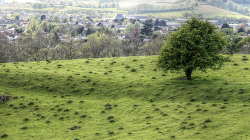 Ledbury - Tree and anthills