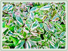 Bucida buceras cv. Variegata (Variegated Madagascar Almond, Dwarf Geometry Tree, Oxhorn Bucida)