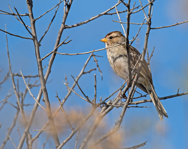 White-Crowned-Sparrow-5-7D2-032017