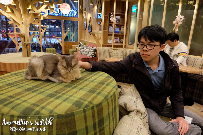Cat Cafe Mocha Akihabara Japan