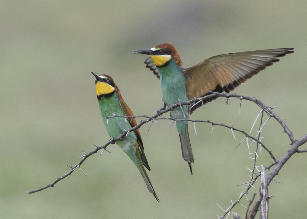 European Bee-eater  Merops Apiaster