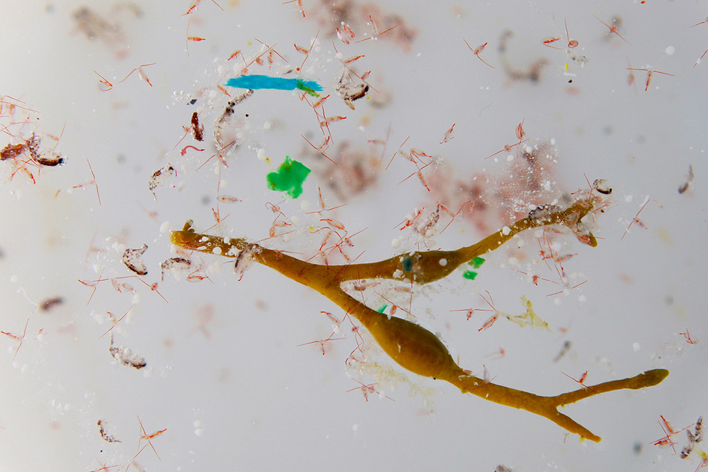 北極海水樣本中可看到蜉蝣生物與微塑膠共存。