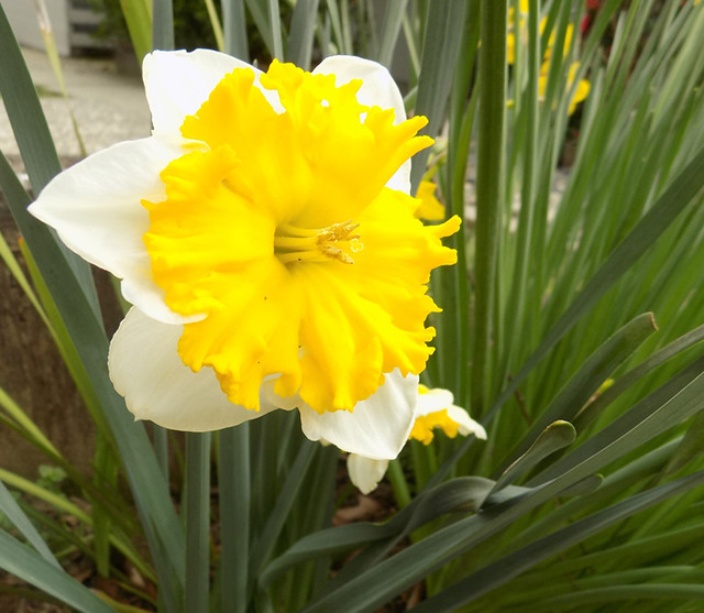white yellow daffodil