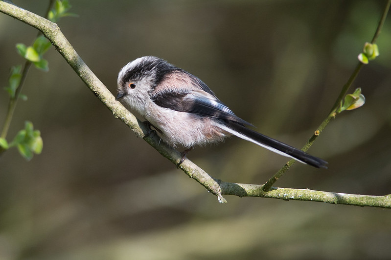Long-tailed Tit at Sale Water Park