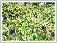 Attractive variegated leaves of Bucida buceras cv. Variegata (Variegated Madagascar Almond, Dwarf Geometry Tree) in varying colours, 15 Dec 2013