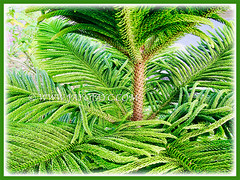 Araucaria heterophylla (Norfolk Island Pine, Star Pine, Triangle Tree, Living Christmas Tree) with its unique awl-shaped foliage, 5 April 2011