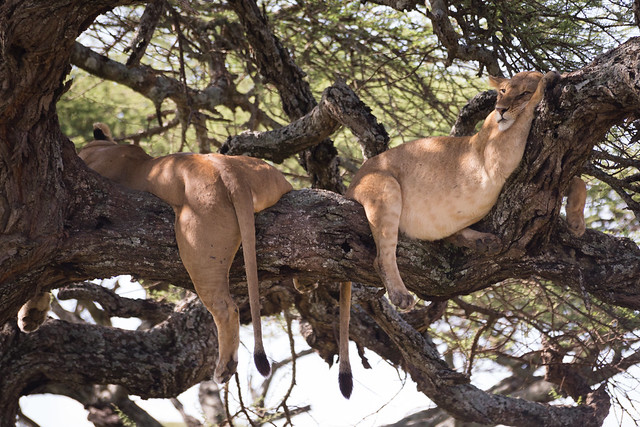 The Serengeti's Tree Climbing Lions